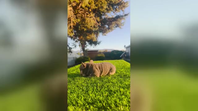 Video preview image #3 French Bulldog Puppy For Sale in LONG BEACH, CA, USA