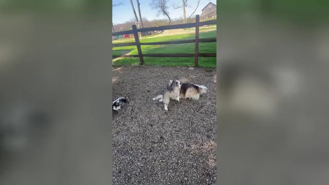 Video preview image #1 Pomsky Puppy For Sale in VENUS, PA, USA