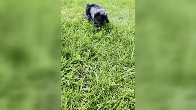 Video preview image #1 Poodle (Toy) Puppy For Sale in WARSAW, IN, USA