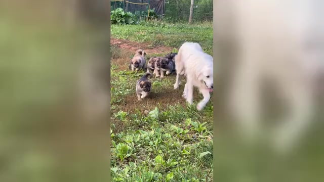 Video preview image #2 German Shepherd Dog-Great Pyrenees Mix Puppy For Sale in LINDEN, VA, USA