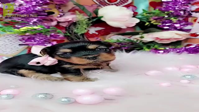 Video preview image #1  Breeder Profile in HARKER HEIGHTS, TX, USA