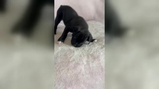 Video preview image #1 Boxer Puppy For Sale in WESTVILLE, OK, USA