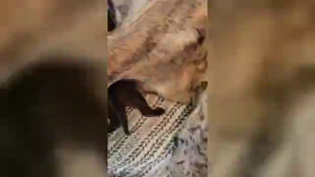 Video preview image #1 Daniff-Neapolitan Mastiff Mix Puppy For Sale in MONTEVIEW, ID, USA