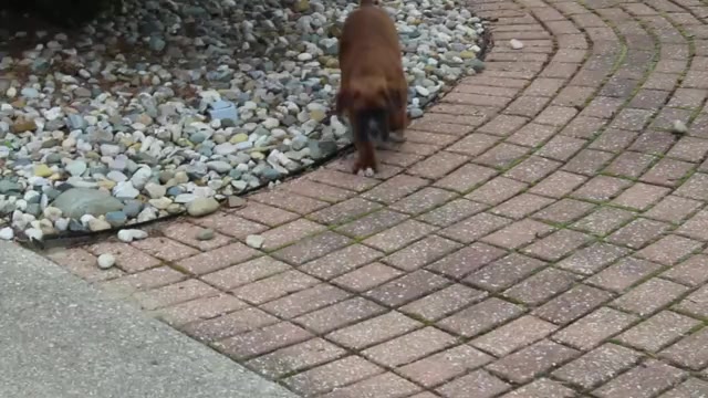 Video preview image #1 Boxer Puppy For Sale in SHIPSHEWANA, IN, USA