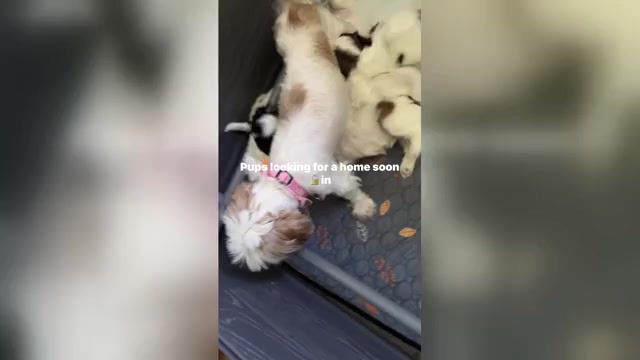 Video preview image #9 Mal-Shi Puppy For Sale in CAPE CORAL, FL, USA