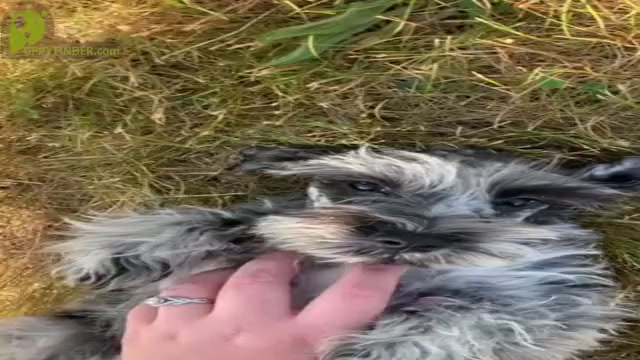 Video preview image #11 Schnauzer (Miniature) Puppy For Sale in WARSAW, IN, USA