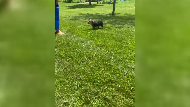 Video preview image #1 Yorkshire Terrier Puppy For Sale in NAPPANEE, IN, USA