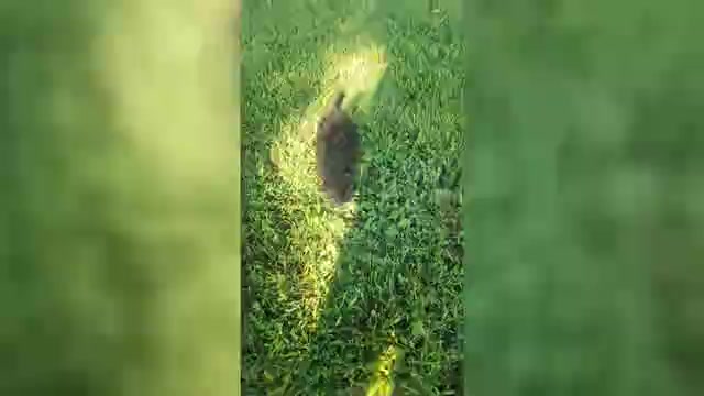 Video preview image #1 Poovanese Puppy For Sale in RICHMOND, MO, USA