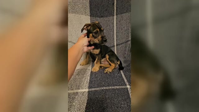 Video preview image #1 Chizer Puppy For Sale in MONTEZUMA, GA, USA