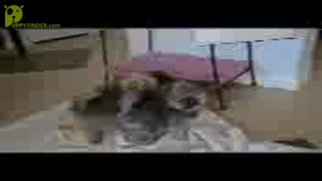 Video preview image #1 Pomeranian Puppy For Sale in MENIFEE, CA, USA