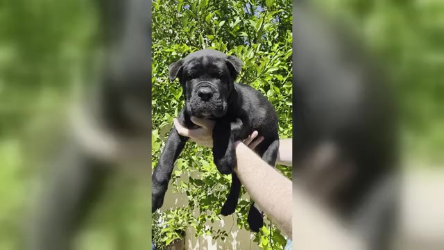 Video preview image #3 Cane Corso Puppy For Sale in LAS VEGAS, NV, USA