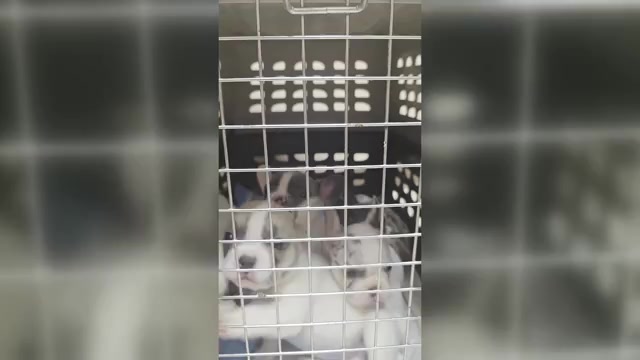 Video preview image #1 French Bulldog Puppy For Sale in ASHLAND, OH, USA