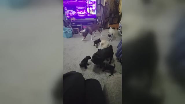 Video preview image #6 Pug Puppy For Sale in HILLSDALE, MI, USA