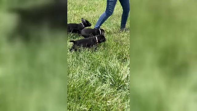 Video preview image #2 Labrador Retriever Puppy For Sale in NEOLA, WV, USA