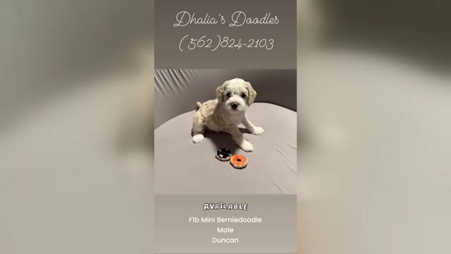 Video preview image #1 Bernedoodle (Miniature) (+ Poodle Miniature) Puppy For Sale in BREA, CA, USA