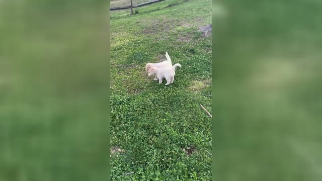 Video preview image #2 Goldendoodle Puppy For Sale in MATTHEWS, NC, USA