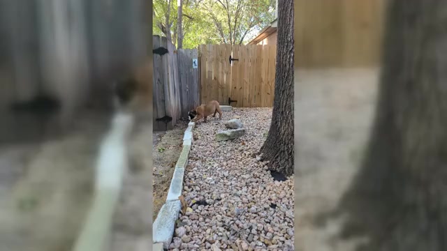 Video preview image #1 Olde English Bulldogge Puppy For Sale in AUSTIN, TX, USA