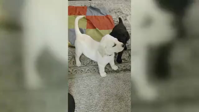 Video preview image #5 Labrador Retriever Puppy For Sale in VICTORVILLE, CA, USA