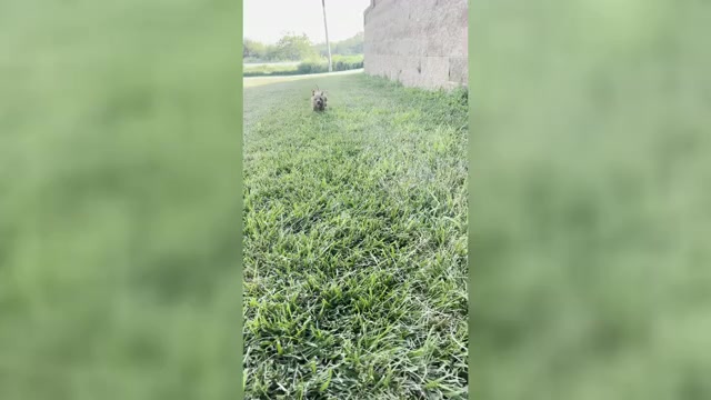 Video preview image #3 Cockapoo (Miniature) Puppy For Sale in LOGAN, IA, USA