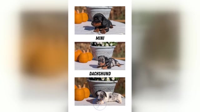 Video preview image #1 Dachshund Puppy For Sale in GOSHEN, IN, USA