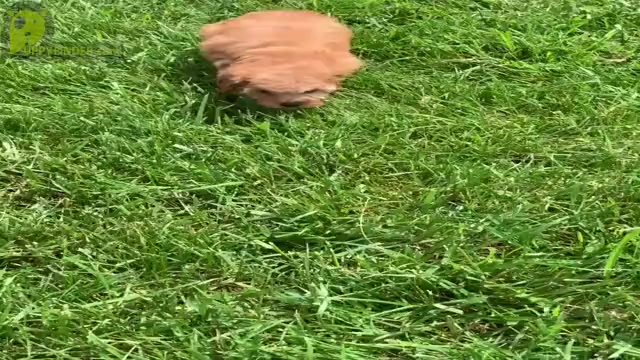 Video preview image #13 Poodle (Toy) Puppy For Sale in WARSAW, IN, USA