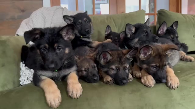 Video preview image #1  Breeder Profile in PERKINSVILLE, VT, USA