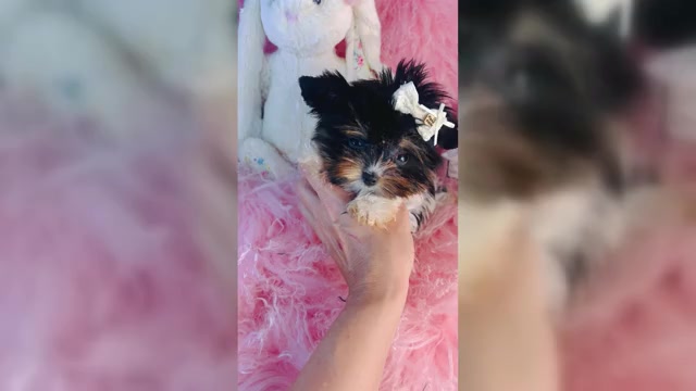 Video preview image #4 Yorkshire Terrier Puppy For Sale in MIAMI, FL, USA