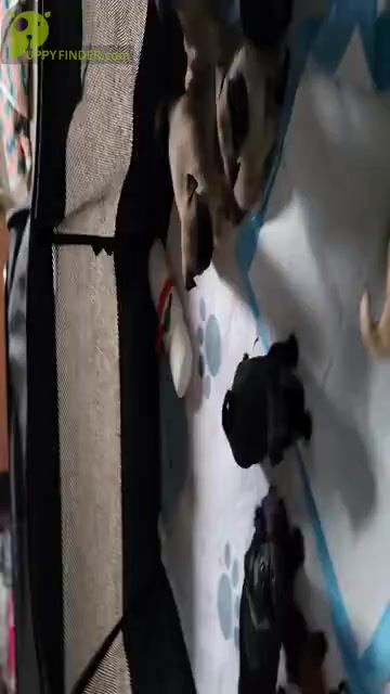 Video preview image #6  Breeder Profile in CINCINNATI, OH, USA