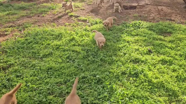 Video preview image #1 Golden Retriever Puppy For Sale in SALISBURY, NC, USA