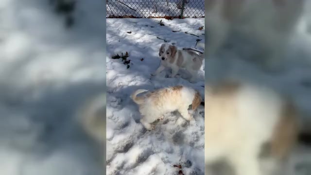 Video preview image #4 Aussie-Poo-Goldendoodle Mix Puppy For Sale in COMMERCE, MI, USA