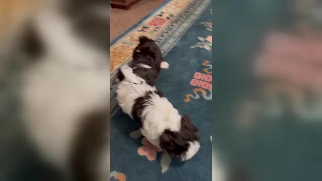 Video preview image #1 Havanese Puppy For Sale in SATSUMA, FL, USA