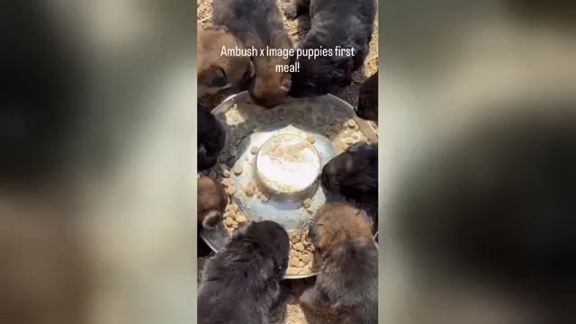 Video preview image #6 German Shepherd Dog Puppy For Sale in NEWVILLE, PA, USA