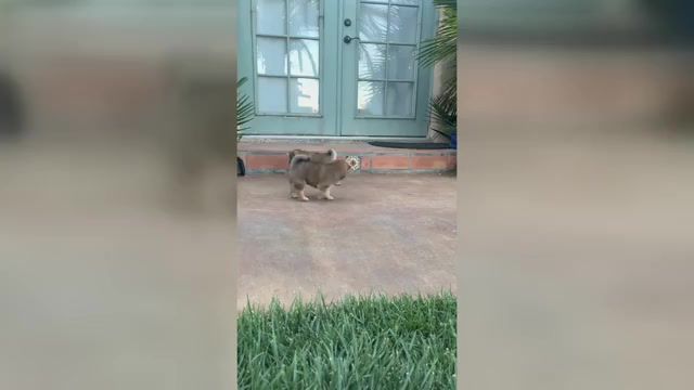 Video preview image #3 Shiba Inu Puppy For Sale in YUCCA VALLEY, CA, USA