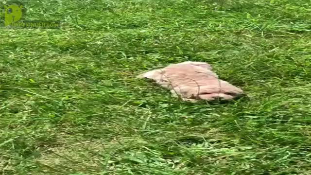 Video preview image #14 Maltipoo Puppy For Sale in WARSAW, IN, USA