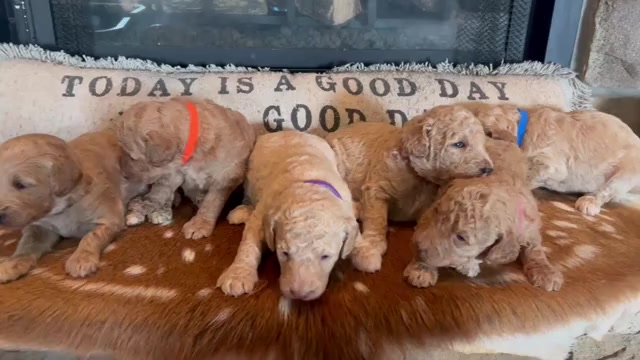 Video preview image #1 Goldendoodle-Poodle (Standard) Mix Puppy For Sale in RICHLAND, MO, USA