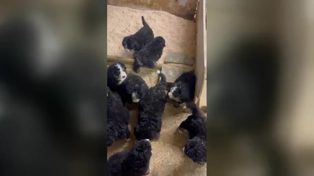 Video preview image #1  Breeder Profile in FIDDLETOWN, CA, USA