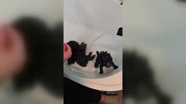 Video preview image #5 Whoodle (Miniature) Puppy For Sale in KATY, TX, USA