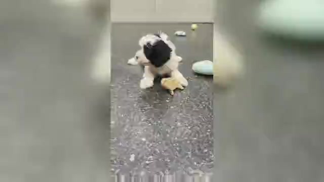 Video preview image #6 Cavapoo Puppy For Sale in WARSAW, IN, USA