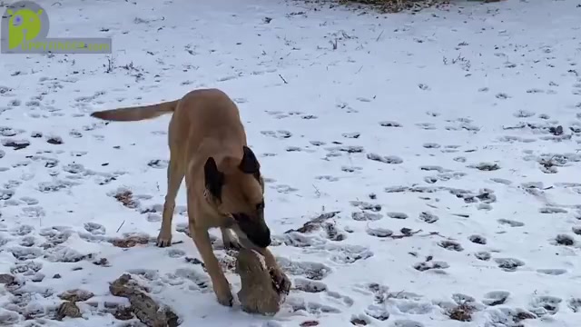 Video preview image #1 Belgian Malinois Puppy For Sale in AURORA, CO, USA