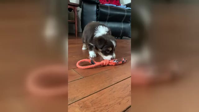 Video preview image #2 Australian Shepherd Puppy For Sale in WHITINGHAM, VT, USA