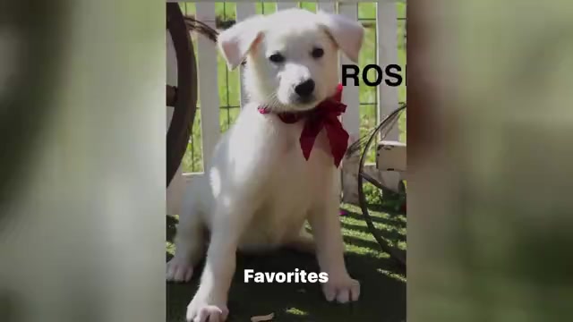 Video preview image #1 German Shepherd Dog Puppy For Sale in GRIFFIN, GA, USA