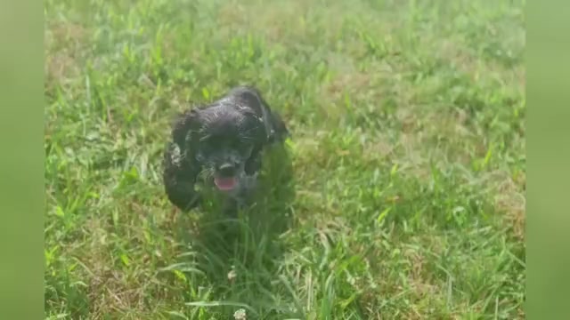 Video preview image #1 Cocker Spaniel Puppy For Sale in WARSAW, IN, USA
