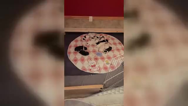 Video preview image #1 American Bulldog Puppy For Sale in MARYVILLE, MO, USA