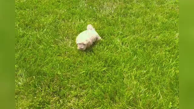 Video preview image #1 Maltipoo Puppy For Sale in WARSAW, IN, USA