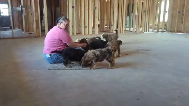 Video preview image #1 Bernedoodle Puppy For Sale in CANON CITY, CO, USA