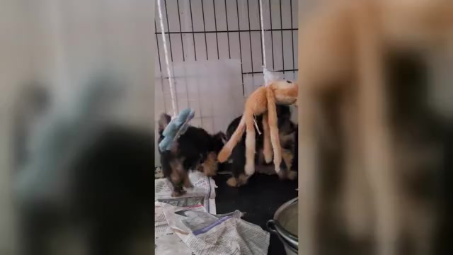 Video preview image #6 Yorkshire Terrier Puppy For Sale in AKRON, OH, USA