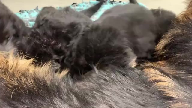 Video preview image #3 German Shepherd Dog Puppy For Sale in PINON HILLS, CA, USA