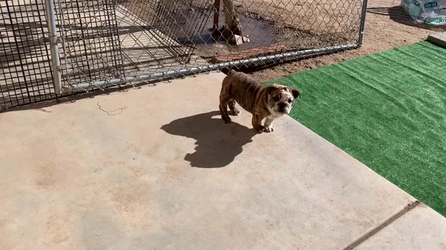 Video preview image #1 English Bulldog Puppy For Sale in VICTORVILLE, CA, USA