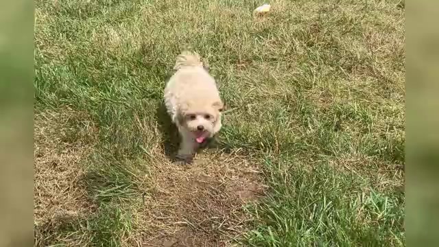 Video preview image #1 Maltipoo Puppy For Sale in WARSAW, IN, USA