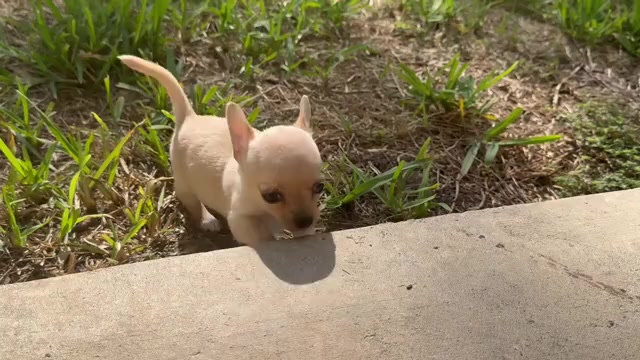 Video preview image #3 Chihuahua Puppy For Sale in TIJERAS, NM, USA